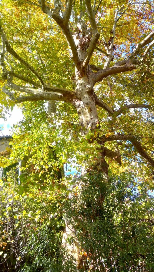 Le Moulin Aux Chandelles 2, Vacances & W-E, Vues Riviere, Montagne & Ville, Tout Confort Deconnecte, Eclairage Bougies, Connexions A 200M Au Centre Le Vigan Gite Les Amoureux De L'Arre, Randonnee Chemin De Saint-Guilhem-Le-Desert, Lire Profil Avant R Экстерьер фото